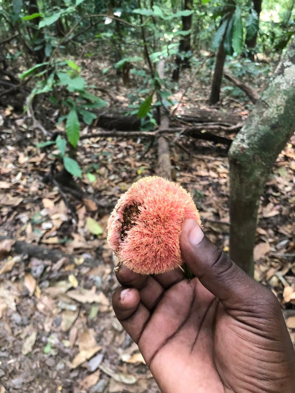 Udzungwa